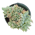Echeveria Luella Crest in pot with pale green rosette leaves.