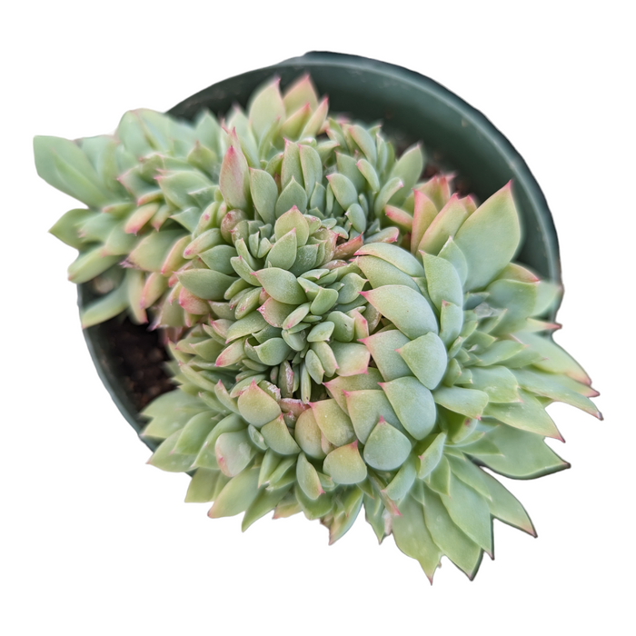 Echeveria Luella Crest in pot with pale green rosette leaves.