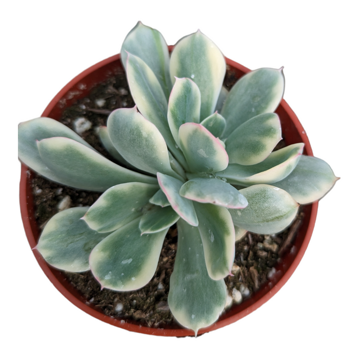 Echeveria Luella variegated in nursery pot.