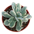 Echeveria Luella variegated in nursery pot.