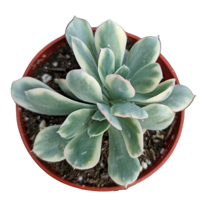 Echeveria Luella variegated in a nursery pot.