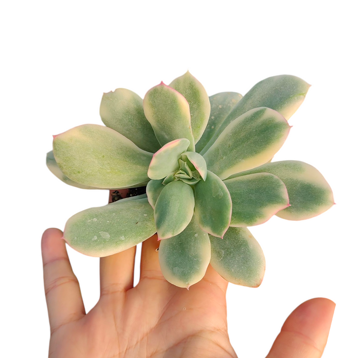Echeveria Luella variegated succulent in a hand.