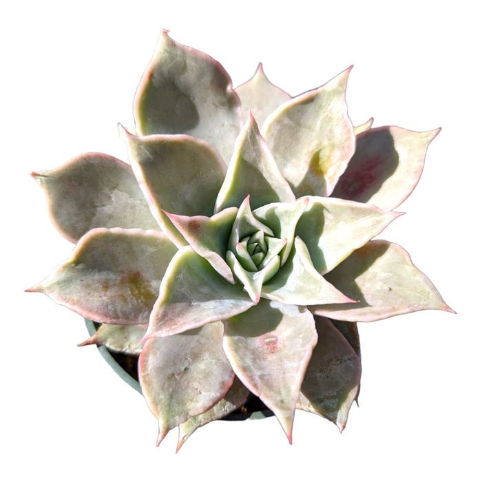 Echeveria madiba succulent in small pot with layered leaves.