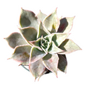 Echeveria madiba succulent with wavy, paddle-shaped leaves.