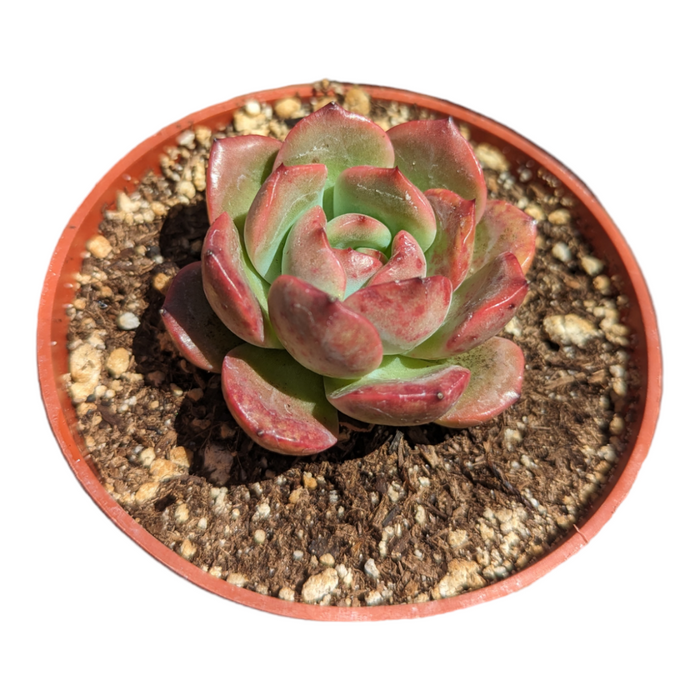 Echeveria Madonna succulent with green leaves, red edges.