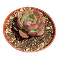 Echeveria Madonna succulent with green leaves, red edges.