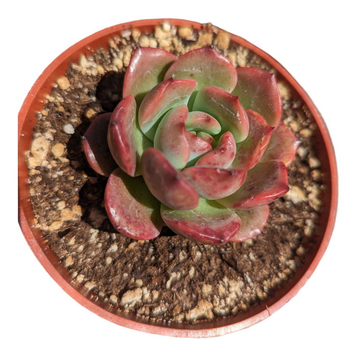 Echeveria Madonna in a small nursery pot.