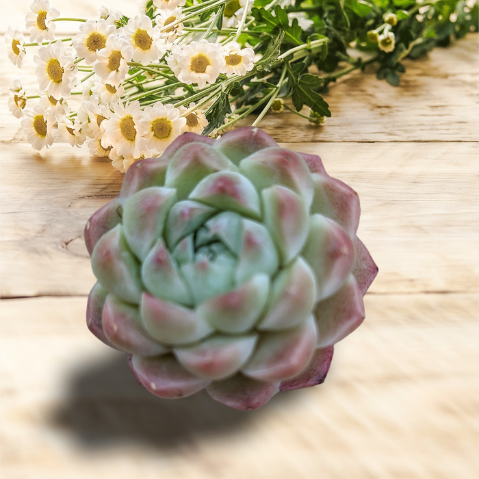 Echeveria Malgan succulent with daisies background on wood surface.