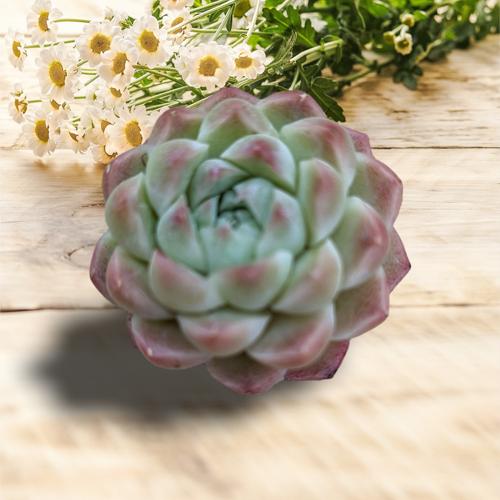 Echeveria Malgan succulent with pink-tipped green leaves, daisies behind.