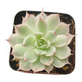 Echeveria 'Margaret Variegata