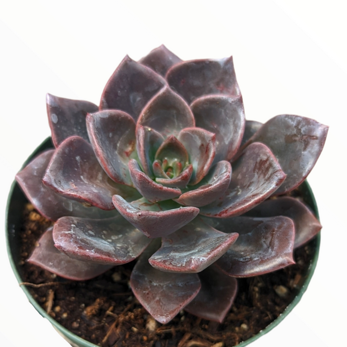 Echeveria Maroon Hill succulent in potting mix.
