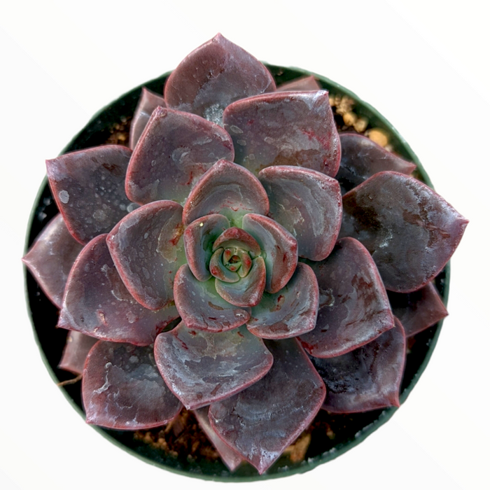 Echeveria Maroon Hill succulent in pot, top-down view.