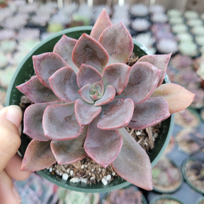Echeveria Maroon Hill succulent in nursery pot.