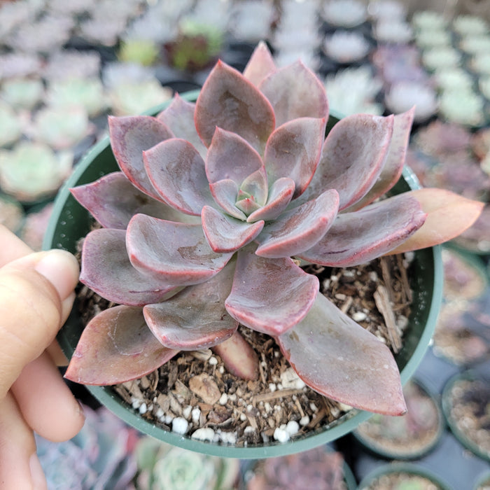 Echeveria Maroon Hill in green pot, gritty soil.