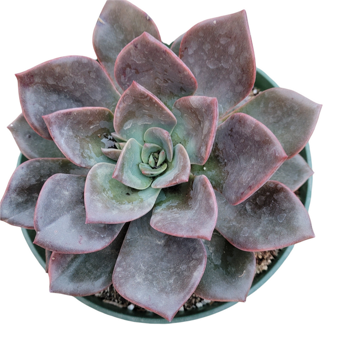 Echeveria Maroon Hill succulent with green-to-purple rosette leaves.