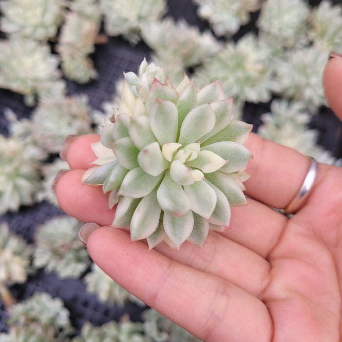 Echeveria Mebina Variegated succulent cutting in hand.