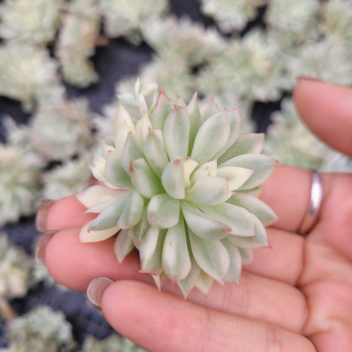 Echeveria Mebina Variegated succulent held in hand.