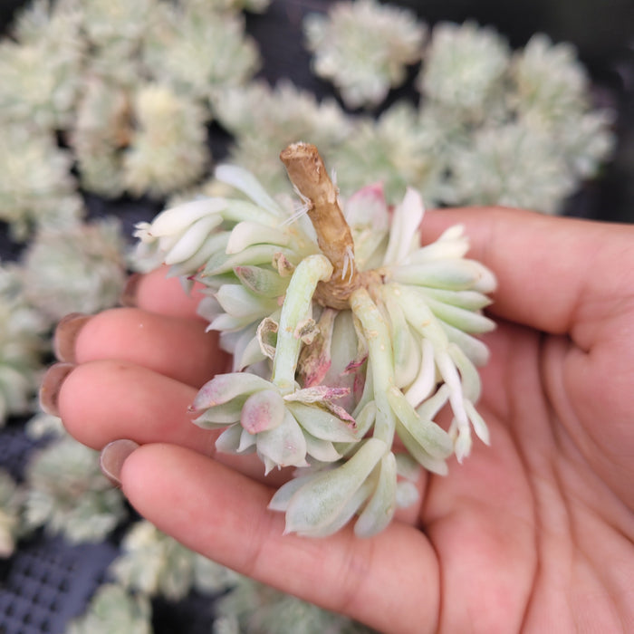 Echeveria Mebina Variegated succulent cuttings ready for potting.