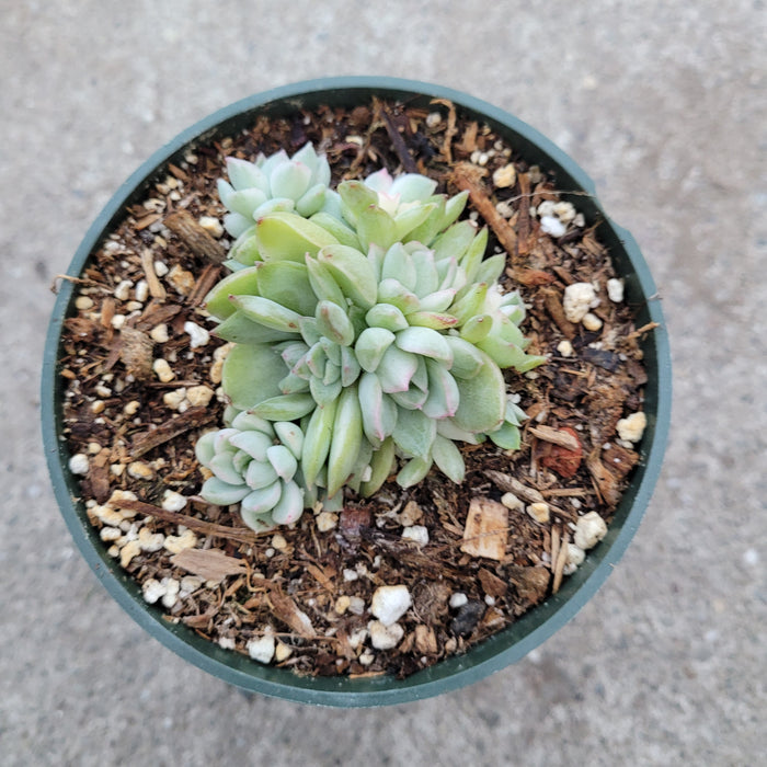 Echeveria Mebina Variegated succulent with rosette offsets.