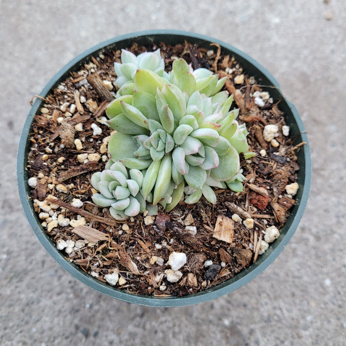 Echeveria Mebina Variegated with pups in nursery pot.