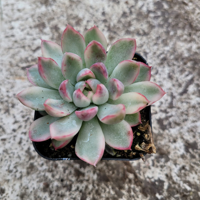 Echeveria Mebina Variegated in black pot on concrete.