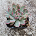 Echeveria Mebina Variegated in a small nursery pot.