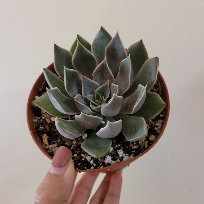 Echeveria 'Mensa' succulent in nursery pot held by manicured hand.