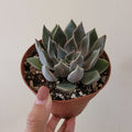 Echeveria 'Mensa' succulent in 3-inch pot held by hand.