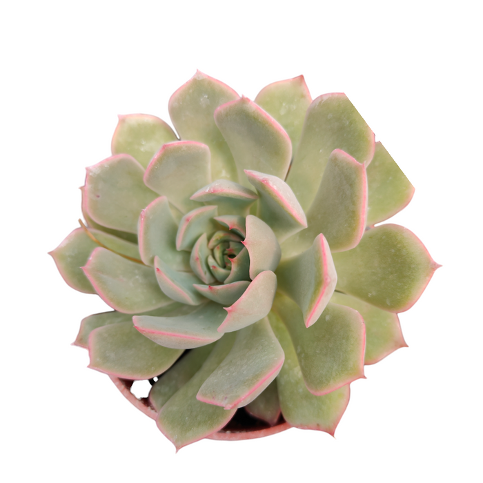 Echeveria mexensis succulent in pot, top view.