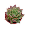Echeveria Mexican Giant in a small round pot.