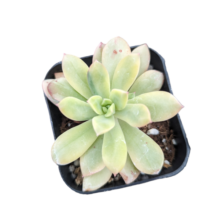 Echeveria 'Minibelle' Variegata in square pot.