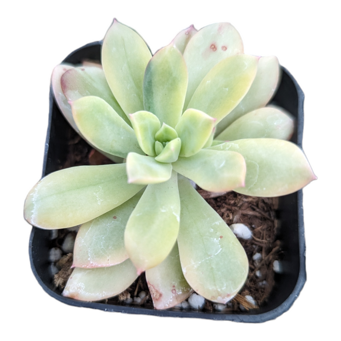 Echeveria 'Minibelle' succulent in nursery pot, pale green leaves.