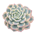Echeveria Minima Variegata succulent with pink-tipped leaves.