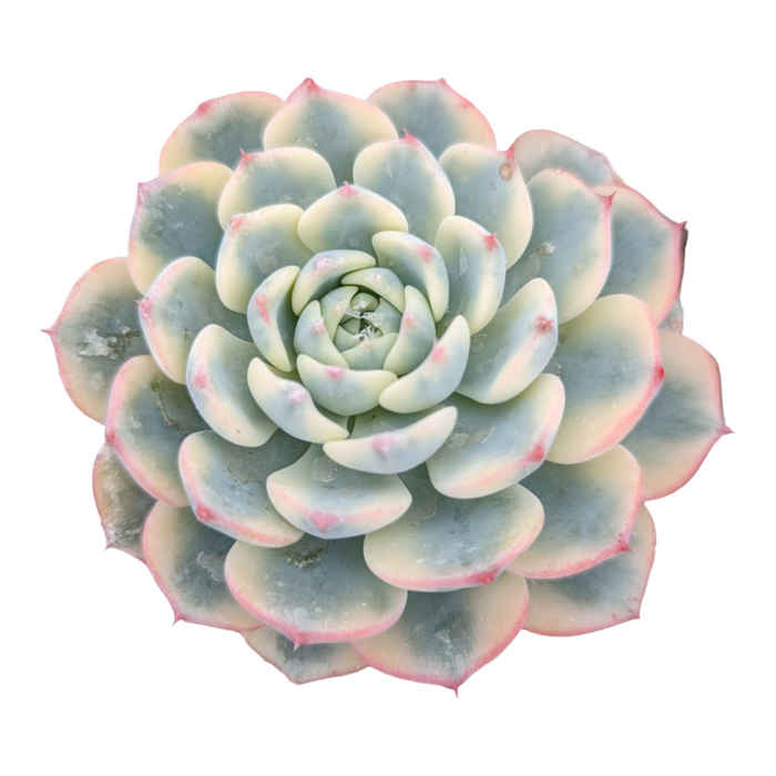 Echeveria Minima Variegata succulent with pink-tipped leaves.