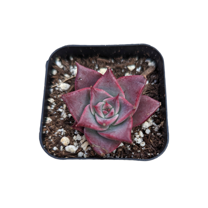 Echeveria Miya succulent in a square nursery pot.