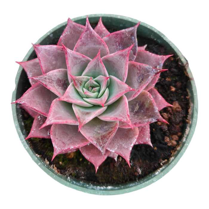Echeveria Miya succulent with green center, pink tips.