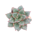 Echeveria 'Monocerotis' Variegata, top-down view, rosette succulent.