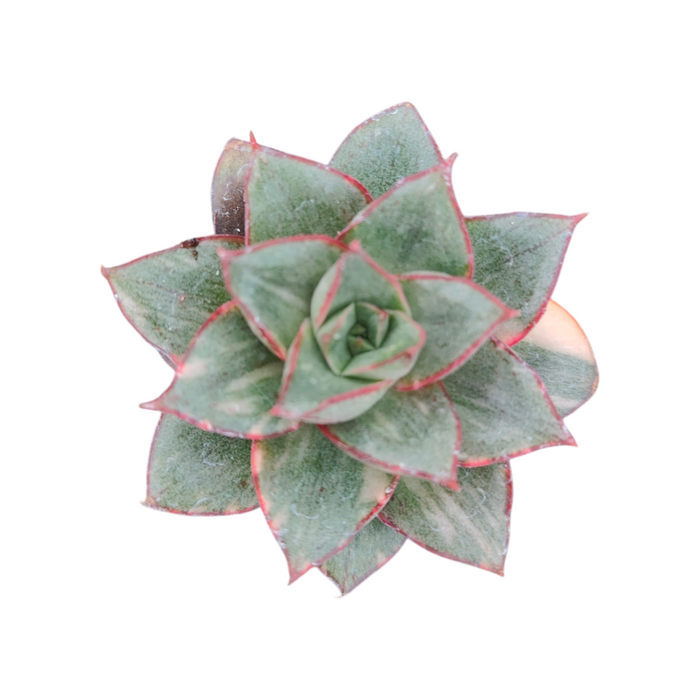 Echeveria 'Monocerotis' Variegata, top-down view, rosette succulent.