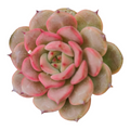 Echeveria 'Moonlight Jenny' succulent with green leaves, pink edges.