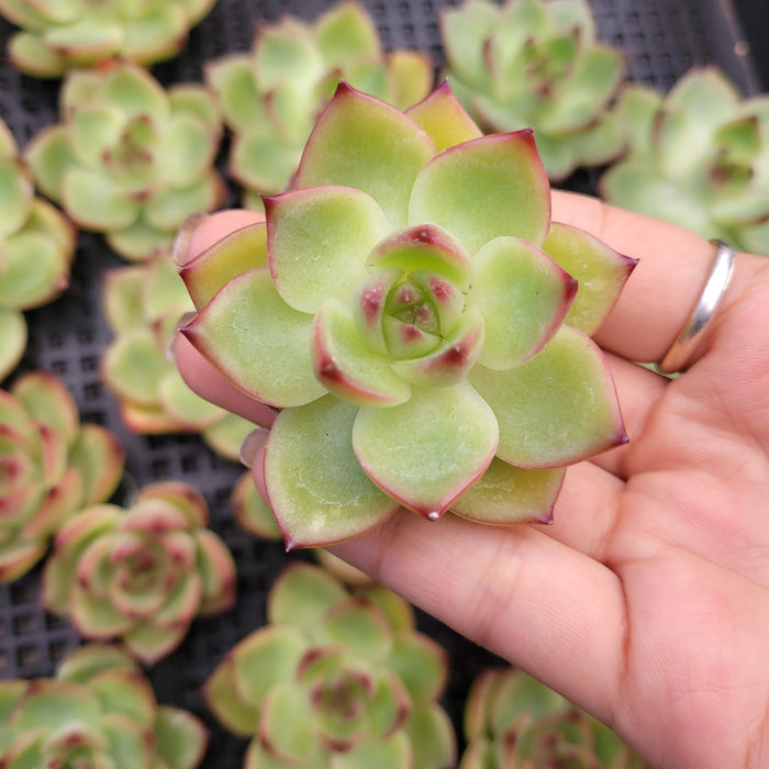 Echeveria Moonstone succulent with reddish-tipped green leaves.