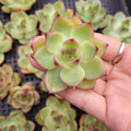 Echeveria Moonstone succulent with reddish-tipped green leaves.