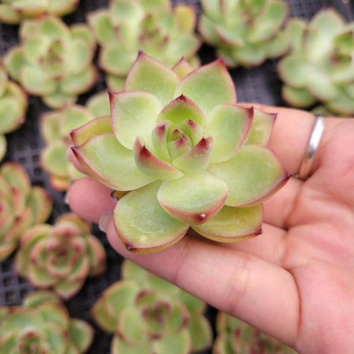 Echeveria Moonstone succulent held with others on tray.