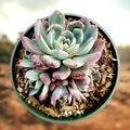 Echeveria Nanahukumini succulent in round plastic pot.