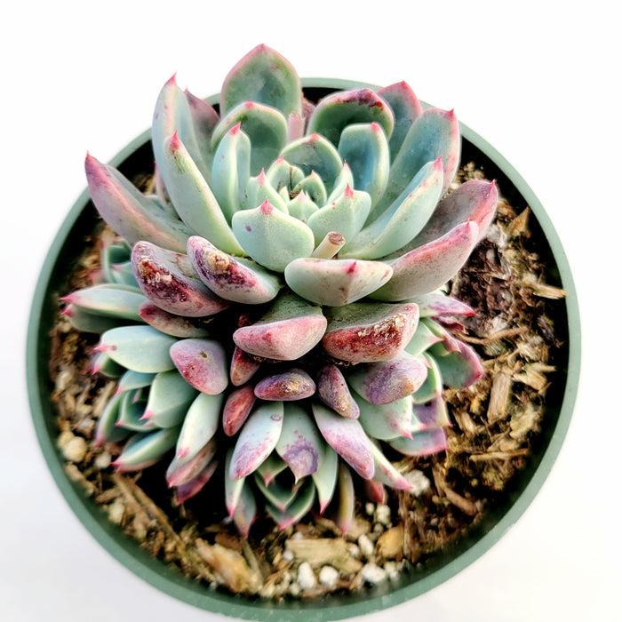 Echeveria Nanahukumini with pink-tipped leaves in bark mix.