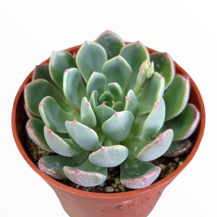 Echeveria Nanahukumini succulent with pink-tipped rosette leaves.