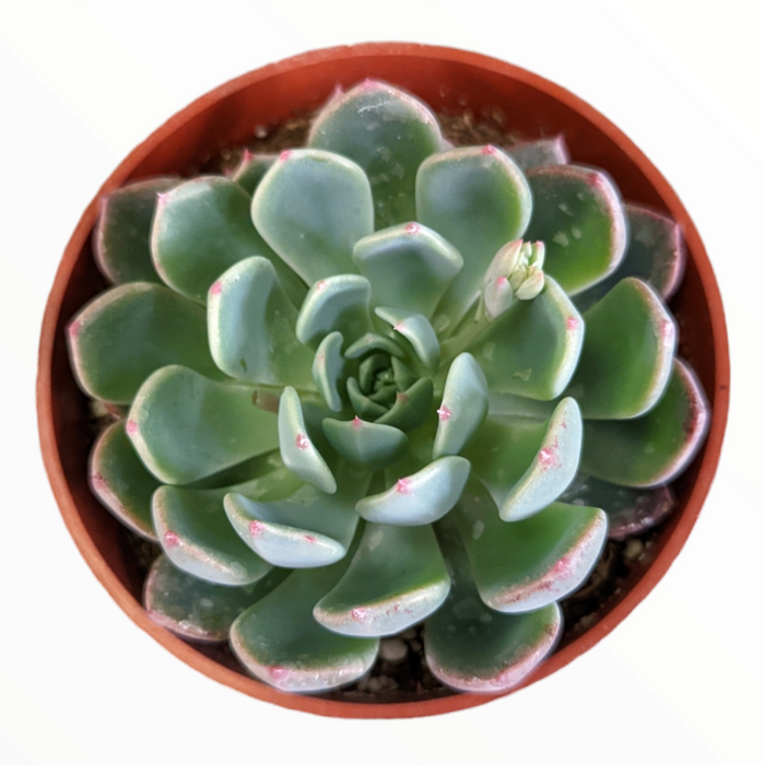 Echeveria Nanahukumini succulent in rosette form with emerging bud.