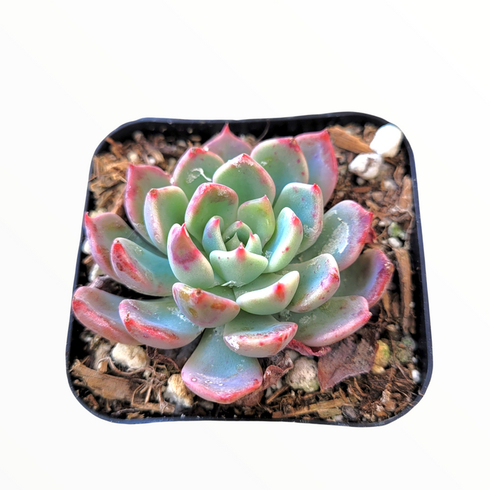 Echeveria Nanahukumini in shallow square pot.