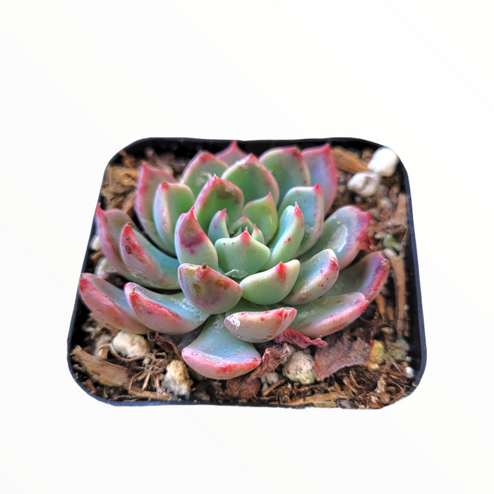 Echeveria Nanahukumini in square pot, red-tipped leaves.