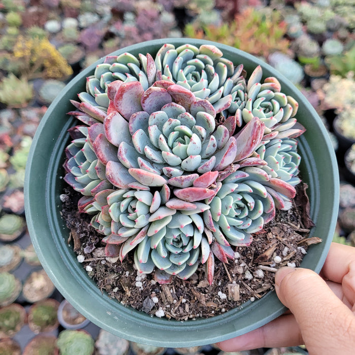 Echeveria Nanahukumini in small green pot, hand-holding.