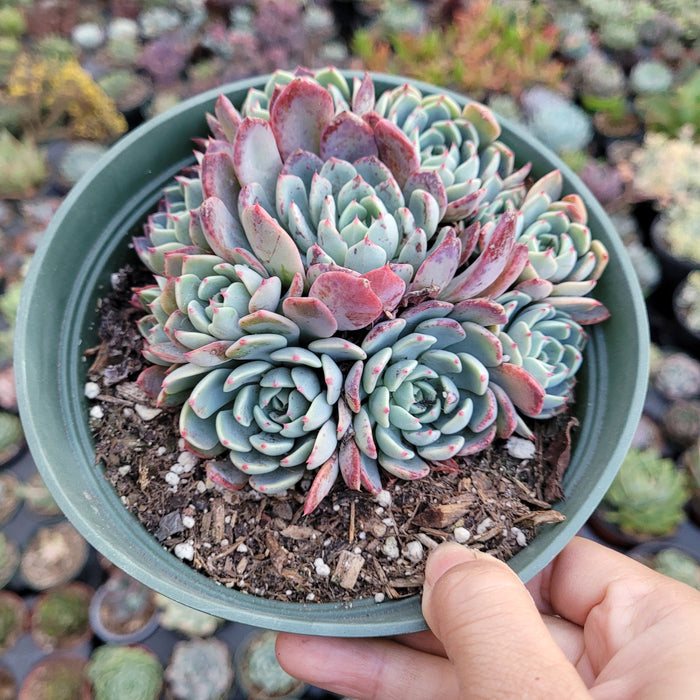 Echeveria Nanahukumini in a green nursery pot.